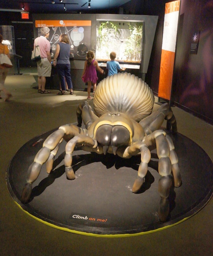 American Museum of Natural History, Spiders Alive