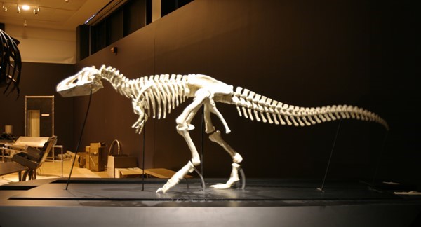 American Museum of Natural History (AMNH), New York Walking T. Rex 